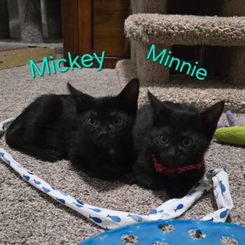 Mickey -  Domestic Short Hair Cat for Adoption in St. Helens, Oregon - Mickey | PetCurious