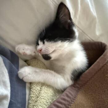 Daisy -  Domestic Short Hair Cat for Adoption in Los Angeles, California - Daisy | PetCurious