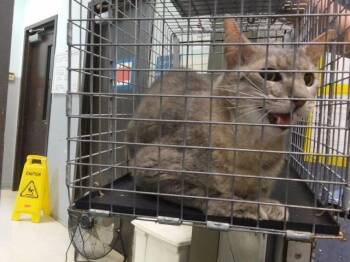 A184442 -  Domestic Short Hair Cat for Adoption in Tulsa, Oklahoma - A184442 | PetCurious