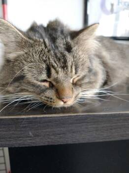 Archer (Happy SIngle) -  Domestic Long Hair Cat for Adoption in Richmond Hill, Ontario - Archer (Happy SIngle) | PetCurious