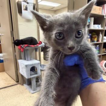 Noodles -  Domestic Short Hair Cat for Adoption in Birmingham, Alabama - Noodles | PetCurious