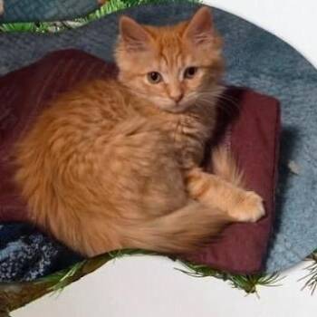 Bonsai -  Domestic Long Hair Cat for Adoption in Orangevale, California - Bonsai | PetCurious