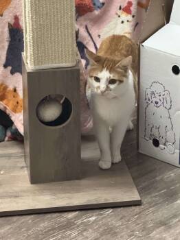 Rescue Domestic Short Hair Cats for Adoption in Albany, Wisconsin - Wendy | PetCurious