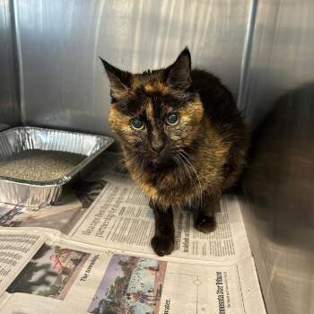 Domestic Short Hair Cats Available for Adoption - Hattie C11176 | PetCurious