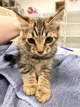 ESCARGOT -  Domestic Medium Hair Cat for Adoption in Camarillo, California - ESCARGOT | PetCurious