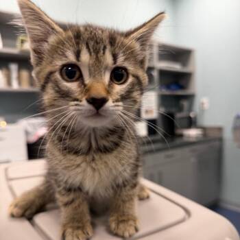 Domestic Short Hair Cats Available for Adoption in Greensboro, North Carolina - Pound | PetCurious