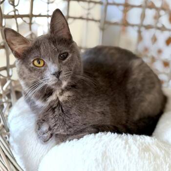 Cookie -  Domestic Short Hair Cat for Adoption in Rochester, Minnesota - Cookie | PetCurious