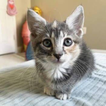 Jade -  Domestic Short Hair Cat for Adoption in Atlanta, Georgia - Jade | PetCurious