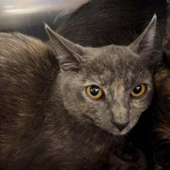 Jex -  Domestic Short Hair Cat for Adoption in Las Vegas, Nevada - Jex | PetCurious