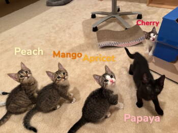 Rescue Domestic Short Hair Cats for Adoption in Herndon, Virginia - Cherry | PetCurious