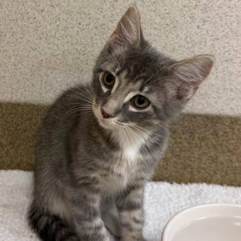 Keaton -  Domestic Short Hair Cat for Adoption in Naperville, Illinois - Keaton | PetCurious