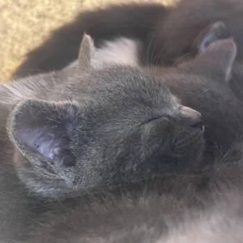 Nori -  Domestic Short Hair Cat for Adoption in Philadelphia, Pennsylvania - Nori | PetCurious
