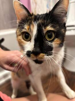 Calico Cats Available for Adoption - Gingham | PetCurious