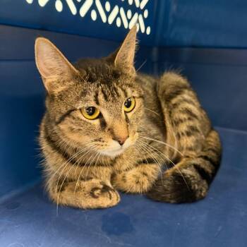 Domestic Short Hair Cats Available for Adoption in Watertown, New York - Lil