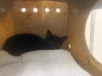 PONZER -  Domestic Short Hair Cat for Adoption in Kent, Washington - PONZER | PetCurious