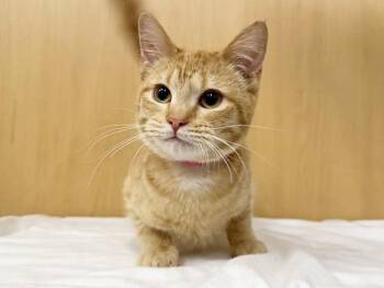 Domestic Short Hair Cats Available for Adoption - LUKA | PetCurious