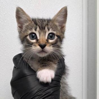 Domestic Short Hair Cats Available for Adoption in Abilene, Texas - Glow | PetCurious