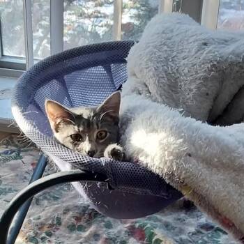 Domestic Short Hair Cats Available for Adoption in Baker City, Oregon - Larkyn | PetCurious