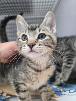 Quinn -  Domestic Short Hair Cat for Adoption in Salmon, Idaho - Quinn | PetCurious