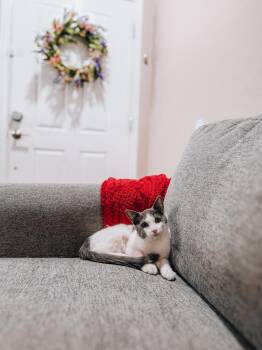 Penny -  Domestic Short Hair Cat for Adoption in Goodyear, Arizona - Penny | PetCurious