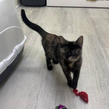 Penelope -  Tortoiseshell Cat for Adoption in East Northport, New York - Penelope | PetCurious