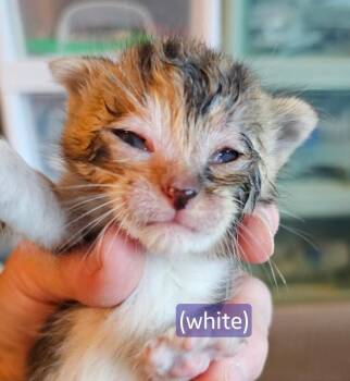 Paprika -  Tabby Cat for Adoption in Kennewick, Washington - Paprika | PetCurious