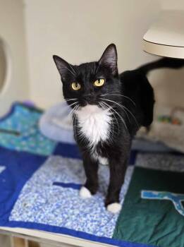 Rescue Domestic Short Hair Cats for Adoption in New Castle, Pennsylvania - Cleo | PetCurious