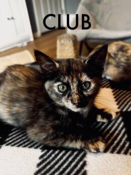 Club -  Domestic Short Hair Cat for Adoption in Collierville, Tennessee - Club | PetCurious