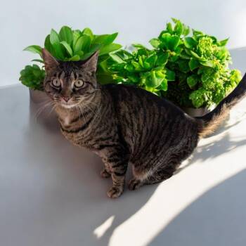 Rescue Tabby and Domestic Short Hair Cats for Adoption in Chuckey, Tennessee - Izzy NC | PetCurious