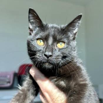 Logan -  Domestic Short Hair Cat Available for Adoption in Matteson, Illinois - Logan | PetCurious
