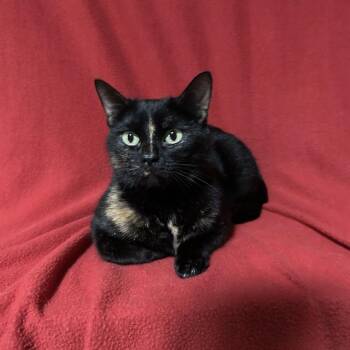 Posie -  Domestic Short Hair Cat Available for Adoption in Conway, New Hampshire - Posie | PetCurious