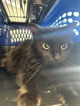 Domestic Long Hair Cats Available for Adoption - Holly | PetCurious