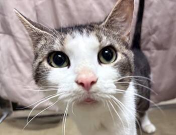 Heimdall -  Domestic Short Hair Cat for Adoption in Columbus, Indiana - Heimdall | PetCurious