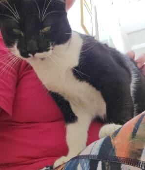 Domestic Short Hair Cats Available for Adoption in Phoenix, Arizona - Peshou | PetCurious