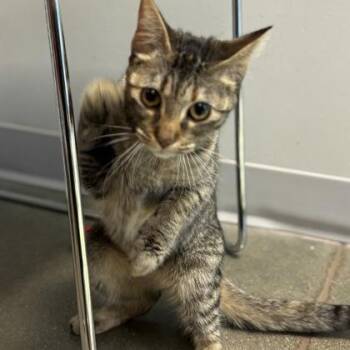 Domestic Short Hair Cats Available for Adoption in Janesville, Wisconsin - Iris | PetCurious
