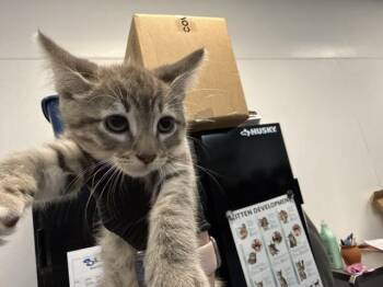 A1925092 -  Domestic Short Hair Cat for Adoption in Thousand Palms, California - A1925092 | PetCurious