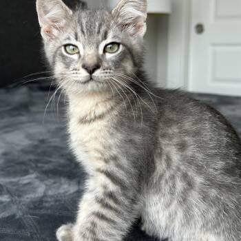 Tabby Cats Available for Adoption - Peppermint | PetCurious