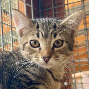 Rescue Tabby Cats for Adoption in Cambria, California - Emily | PetCurious