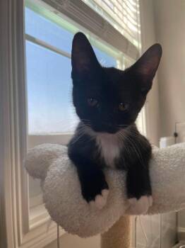 Artemis -  Domestic Short Hair Cat for Adoption in Clarksville, Tennessee - Artemis | PetCurious