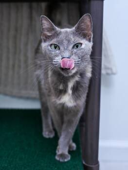 Dilute Tortoiseshell and Domestic Short Hair Cats Available for Adoption in Chattanooga, Tennessee - Terra Cotta | PetCurious