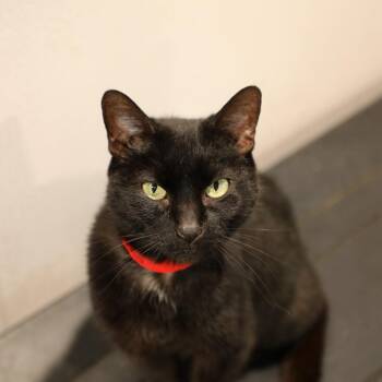Echo -  Domestic Short Hair Cat for Adoption in Tampa, Florida - Echo | PetCurious