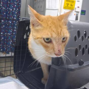Dart -  Domestic Short Hair Cat for Adoption in Summerville, South Carolina - Dart | PetCurious