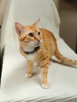 Zeus -  Domestic Short Hair Cat for Adoption in Mocksville, North Carolina - Zeus | PetCurious