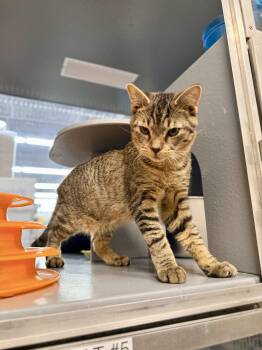 Tommy Bahama -  Tabby and Domestic Short Hair Cat for Adoption in St. Cloud, Florida - Tommy Bahama | PetCurious