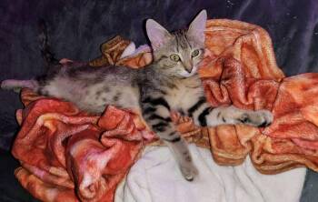 Rescue Domestic Short Hair Cats for Adoption in Sioux Falls, South Dakota - Dottie | PetCurious