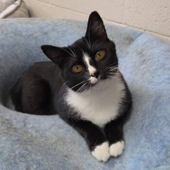 Florence -  Domestic Short Hair Cat for Adoption in Chilton, Wisconsin - Florence | PetCurious