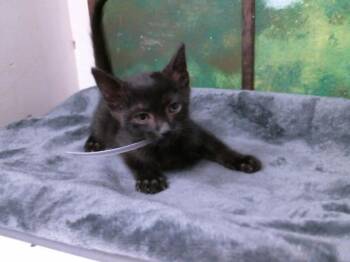 Domestic Short Hair Cats Available for Adoption in Houston, Texas - ALVIN | PetCurious