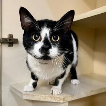 Benjamin -  Domestic Short Hair Cat for Adoption in Wilmington, Delaware - Benjamin | PetCurious