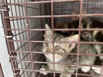 A657107 -  Domestic Short Hair Cat for Adoption in Houston, Texas - A657107 | PetCurious