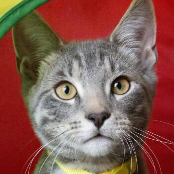 Leaf (& Lily) -  Domestic Short Hair Cat for Adoption in Chicago, Illinois - Leaf (& Lily) | PetCurious